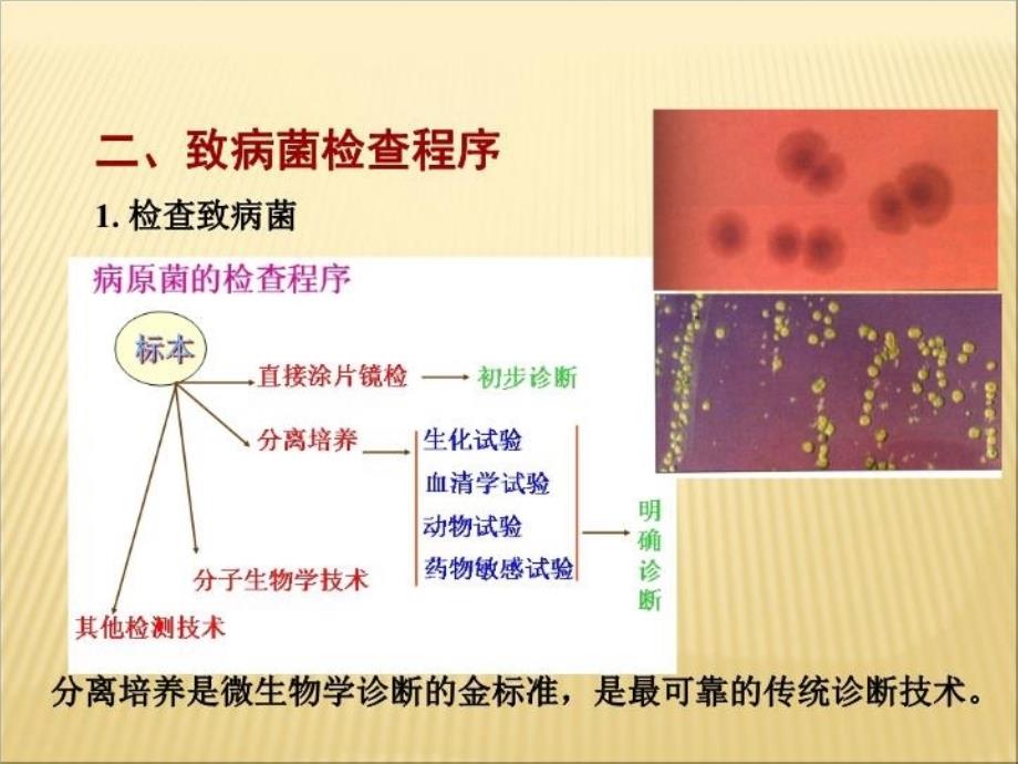 最新医学微生物7章ppt课件_第3页