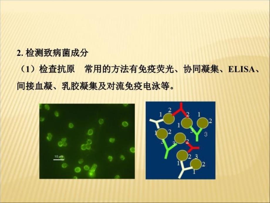 最新医学微生物7章ppt课件_第4页