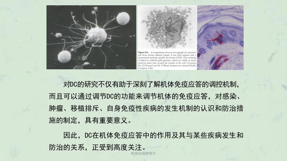 树突状细胞简介课件_第3页