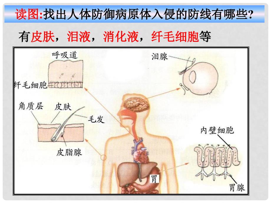 九年级科学下册 3.3 身体的防卫课件7 （新版）浙教版_第3页