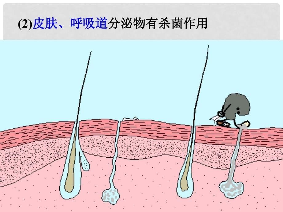 九年级科学下册 3.3 身体的防卫课件7 （新版）浙教版_第5页