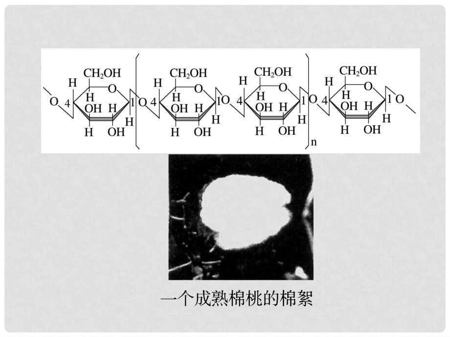 高中生物 专题2 课题3 分解纤维素的微生物的分离同步辅导与检测课件 新人教版选修1_第3页