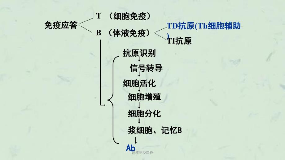 体液免疫应答课件_第2页