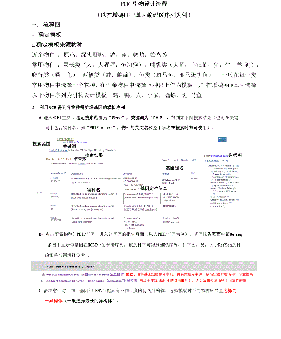 引物设计流程_第1页