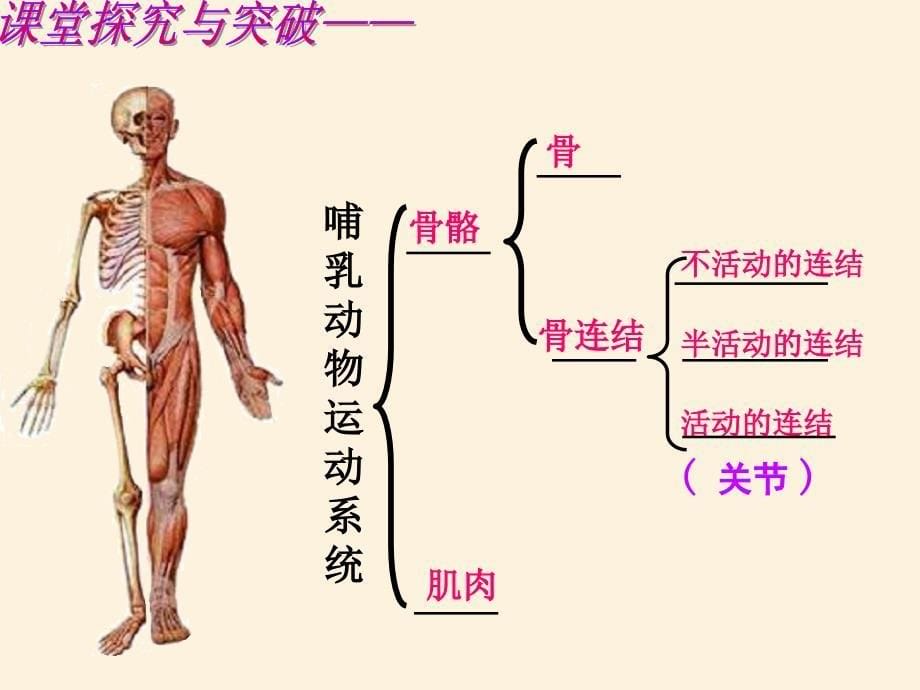 新人教版中考生物专题复习《动物的运动和行为》精品课件_第5页