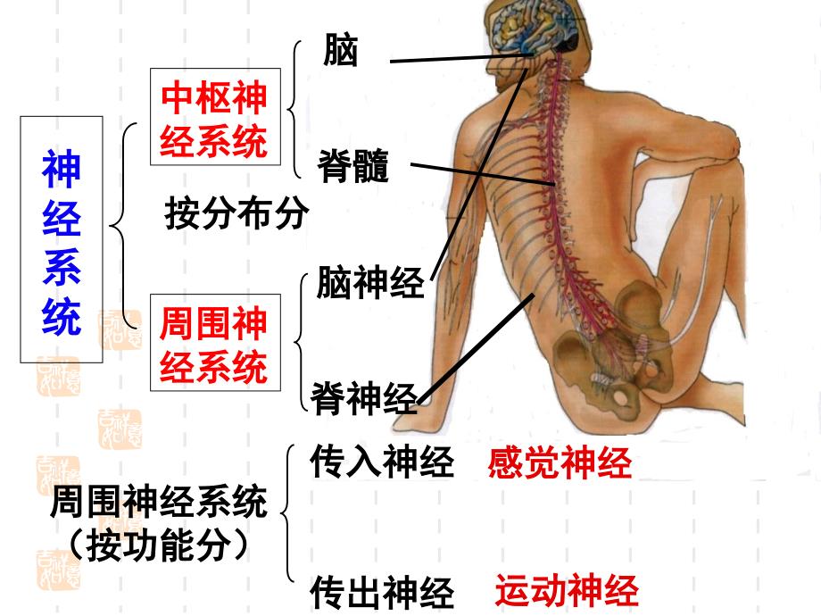 神经系统的结构和功能时_第2页