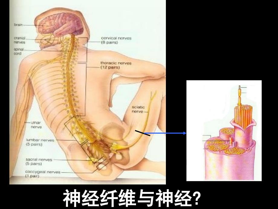 神经系统的结构和功能时_第4页