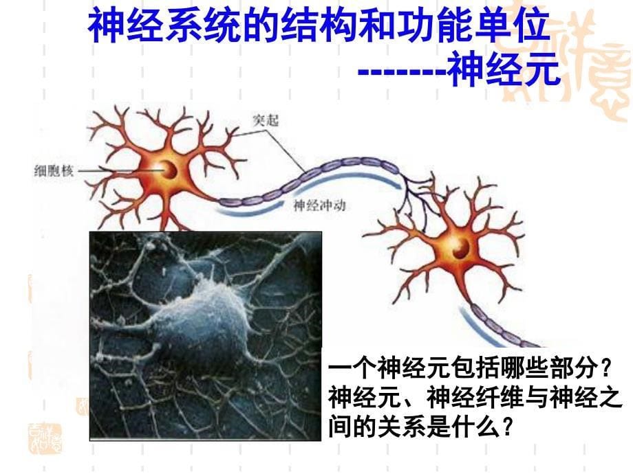 神经系统的结构和功能时_第5页