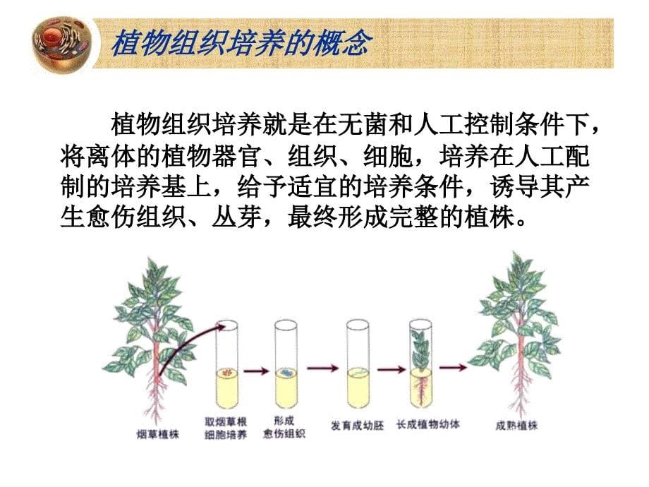 选修三植物细胞工程_第5页