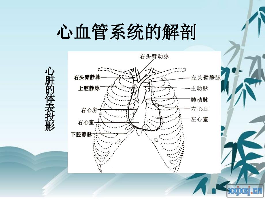 测量CVP的相关知识.ppt_第3页