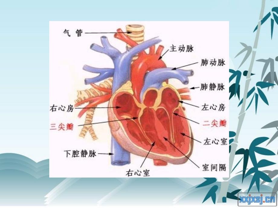 测量CVP的相关知识.ppt_第4页