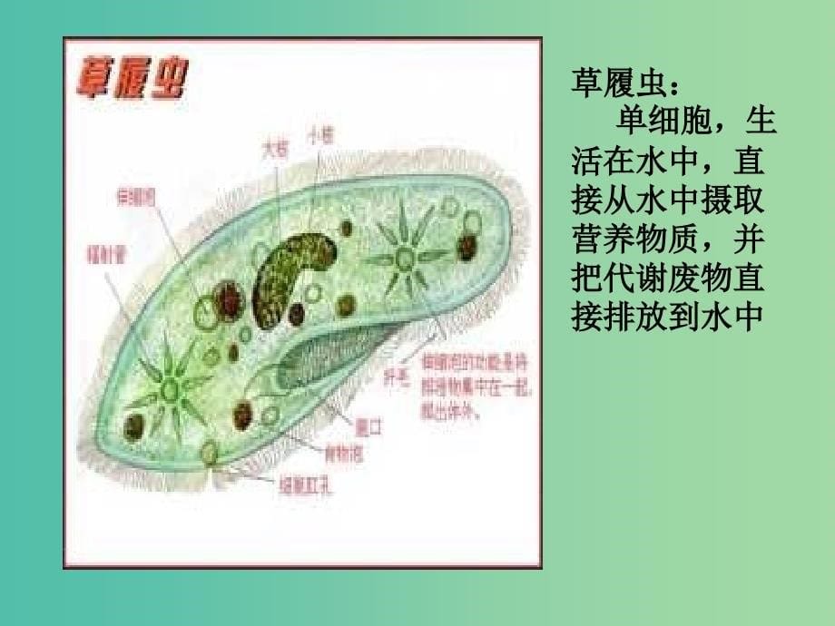 高中生物 第一章 人体的内环境与稳态 第1节 细胞生活的环境课件3 新人教版必修3.ppt_第5页