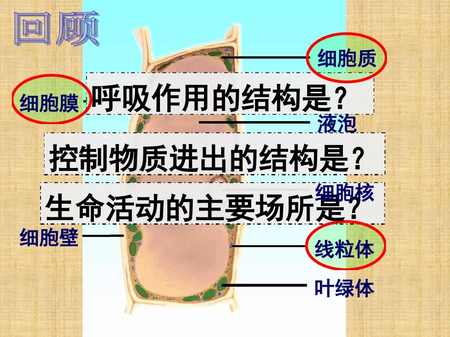 33第三节细胞分裂与分化精编版_第3页