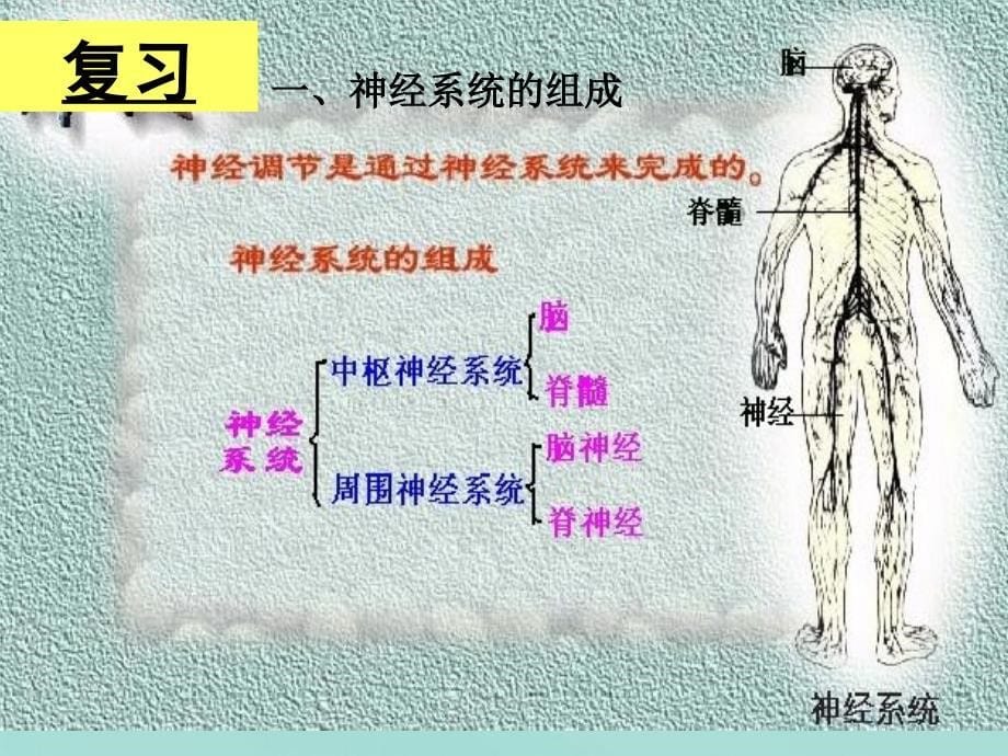 通过神经系统的调节》_第5页