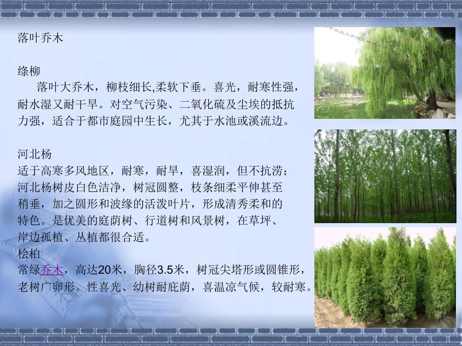 北方适宜种植的植物_第4页