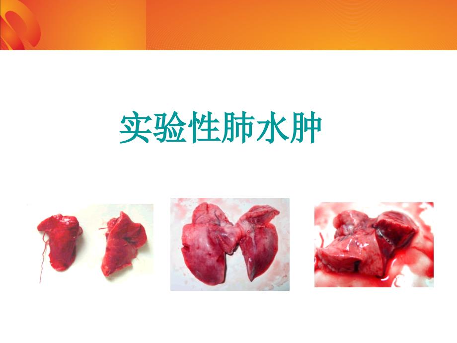 机能试验学：实验性肺水肿_第1页