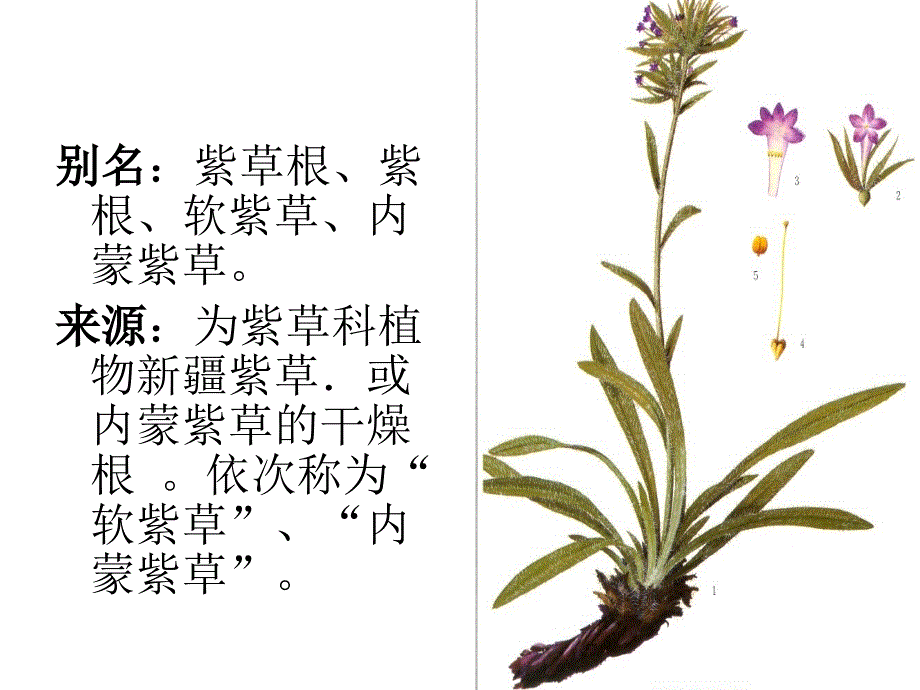 对紫草的介绍课件_第3页