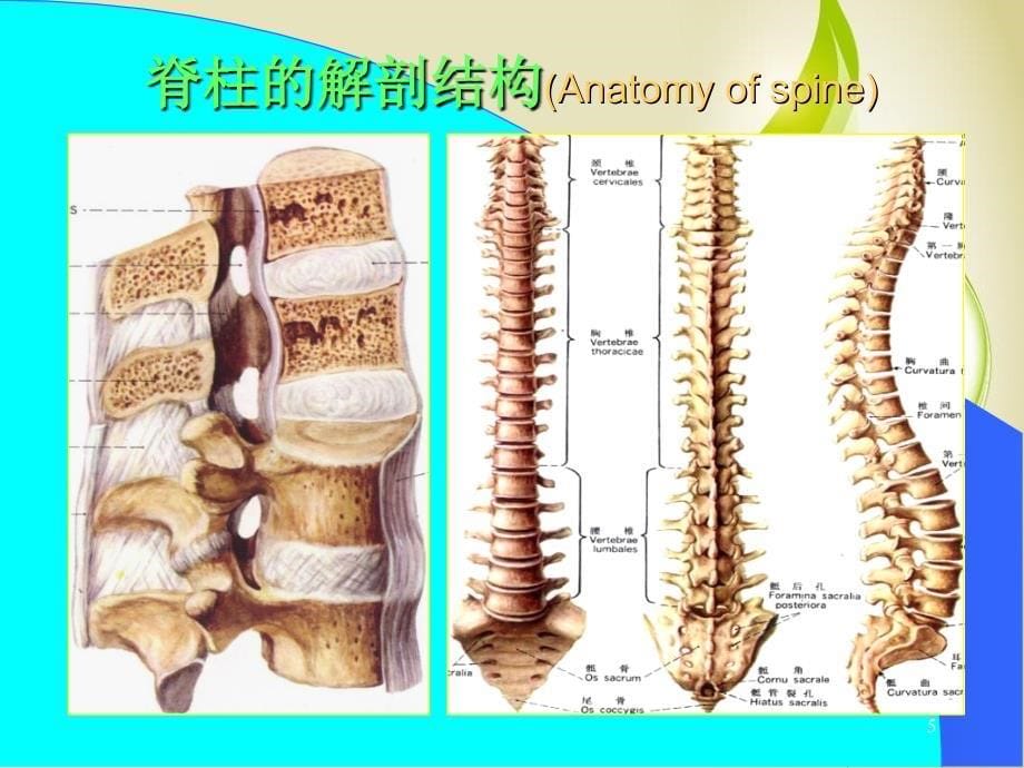 脊椎四肢检查_第5页