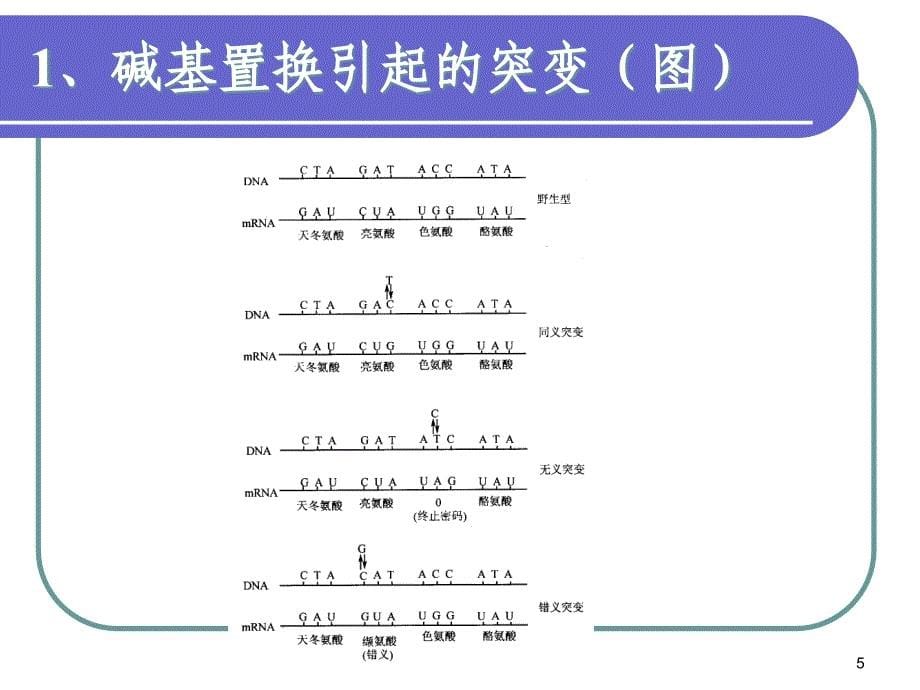 突变与修复PPT课件_第5页