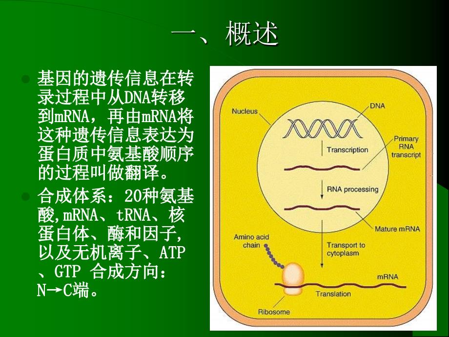 十章蛋白质的生物合成_第2页