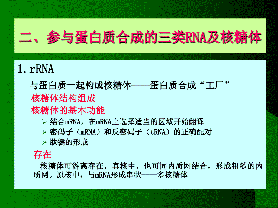 十章蛋白质的生物合成_第3页