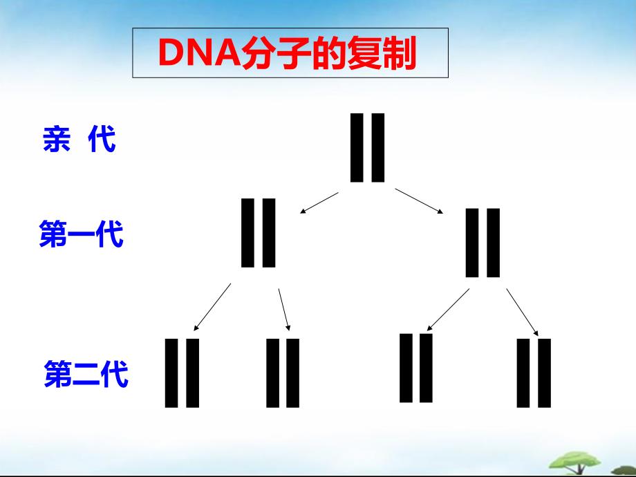 DNA的复制方式.ppt_第4页