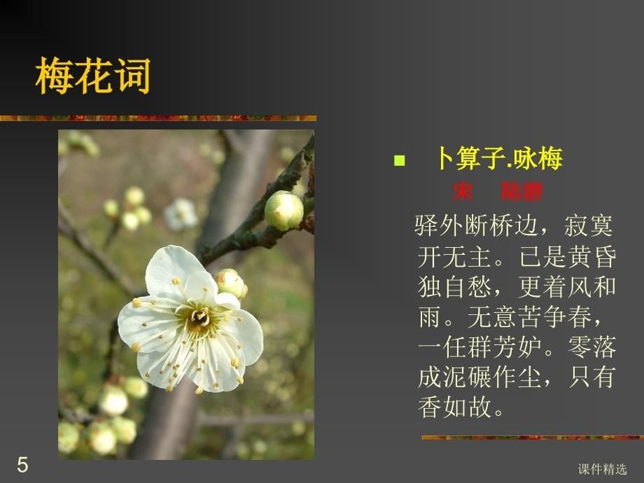 梅花课件#学习材料_第5页