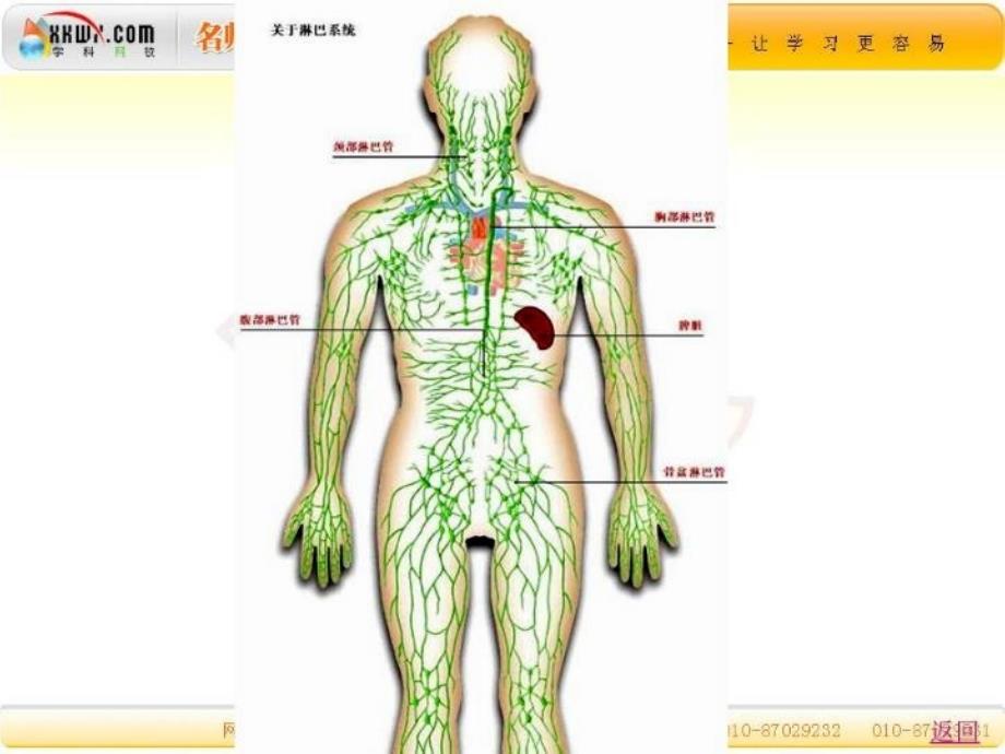 最新复习免疫调节幻灯片_第4页