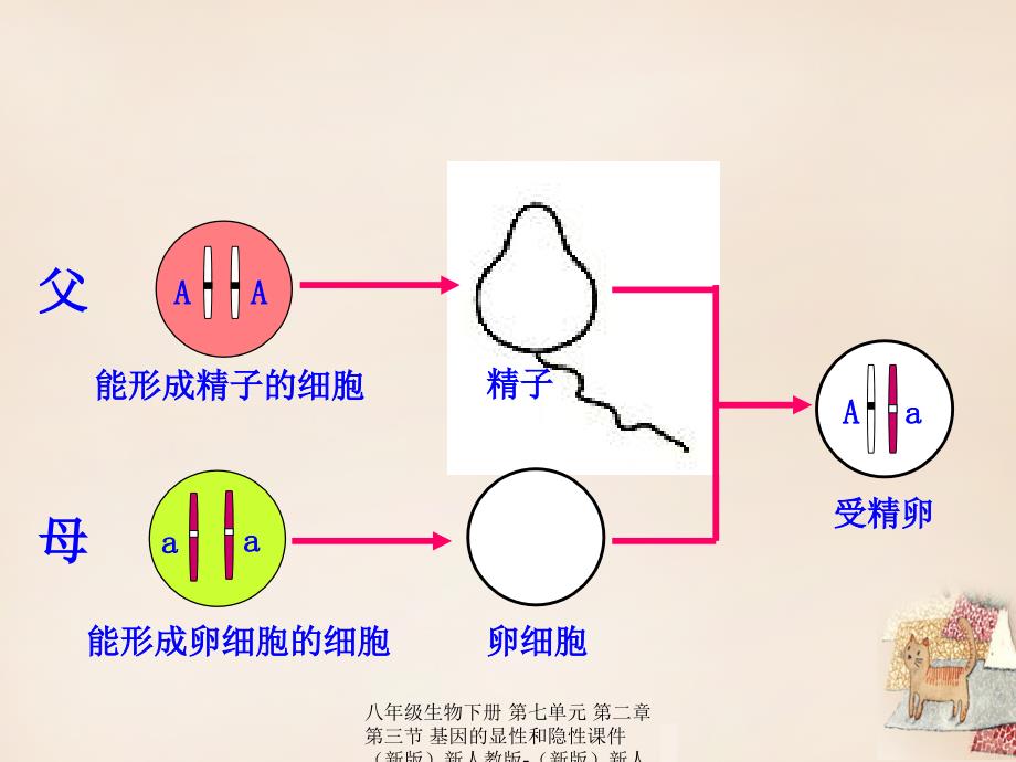 最新八年级生物下册第七单元第二章第三节基因的显性和隐性_第4页