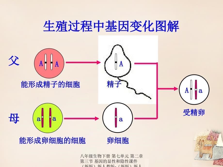 最新八年级生物下册第七单元第二章第三节基因的显性和隐性_第5页