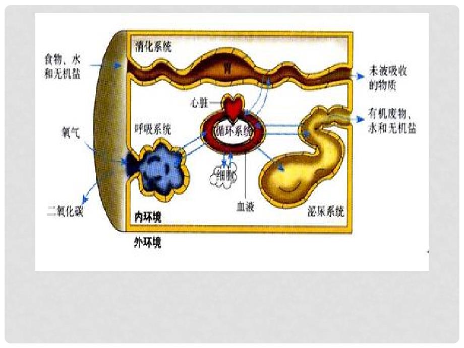 高中生物 第一章 人体的内环境与稳态 1.2 内环境稳态的重要性课件2 新人教版必修3_第3页