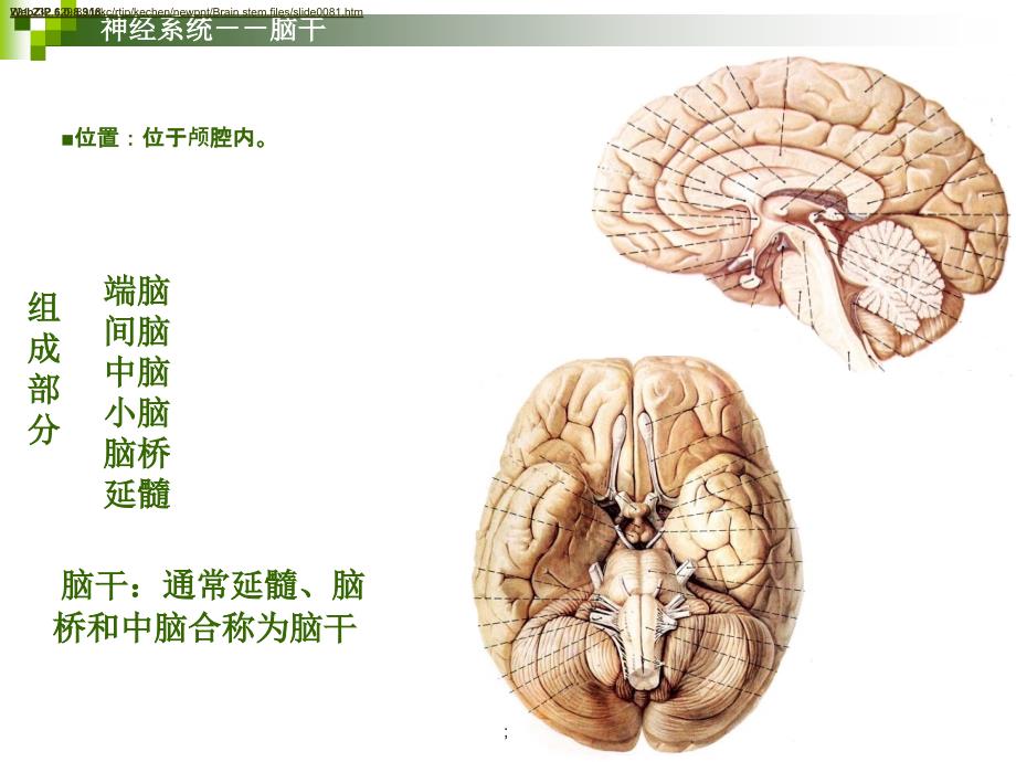 神经系统脑干人体解剖学系统解剖学ppt课件_第2页