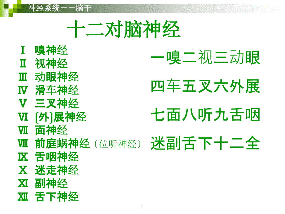 神经系统脑干人体解剖学系统解剖学ppt课件_第4页