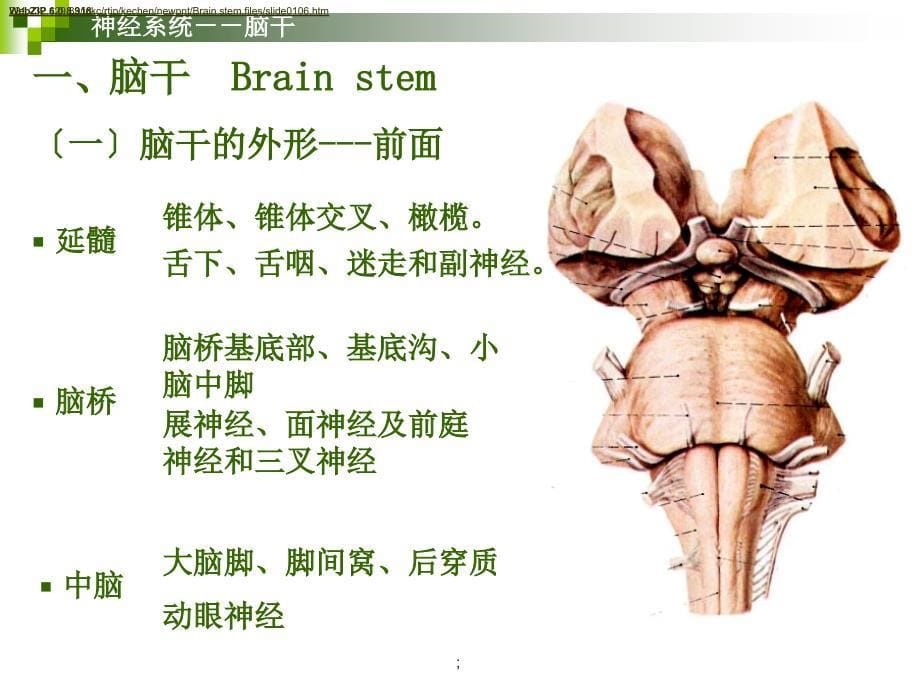 神经系统脑干人体解剖学系统解剖学ppt课件_第5页