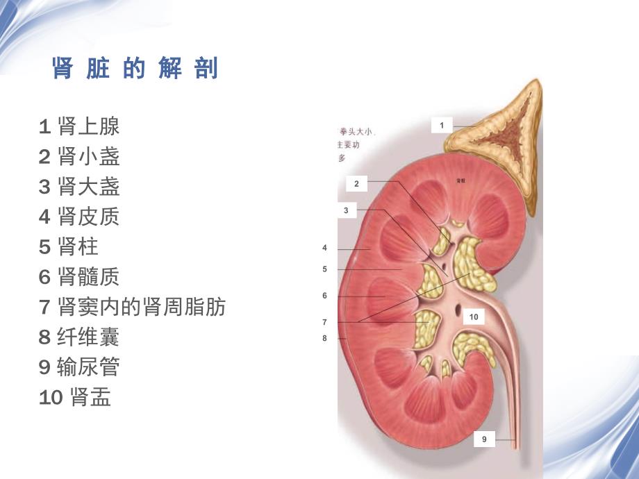 肾癌分型及影像表现课件_第3页