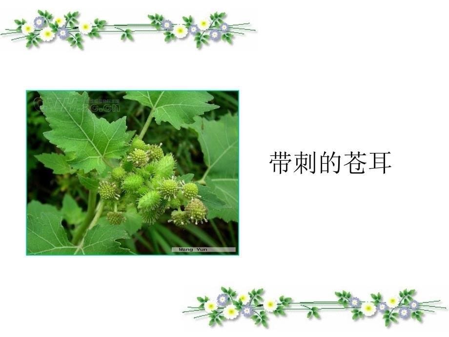 3植物妈妈有办法_第5页