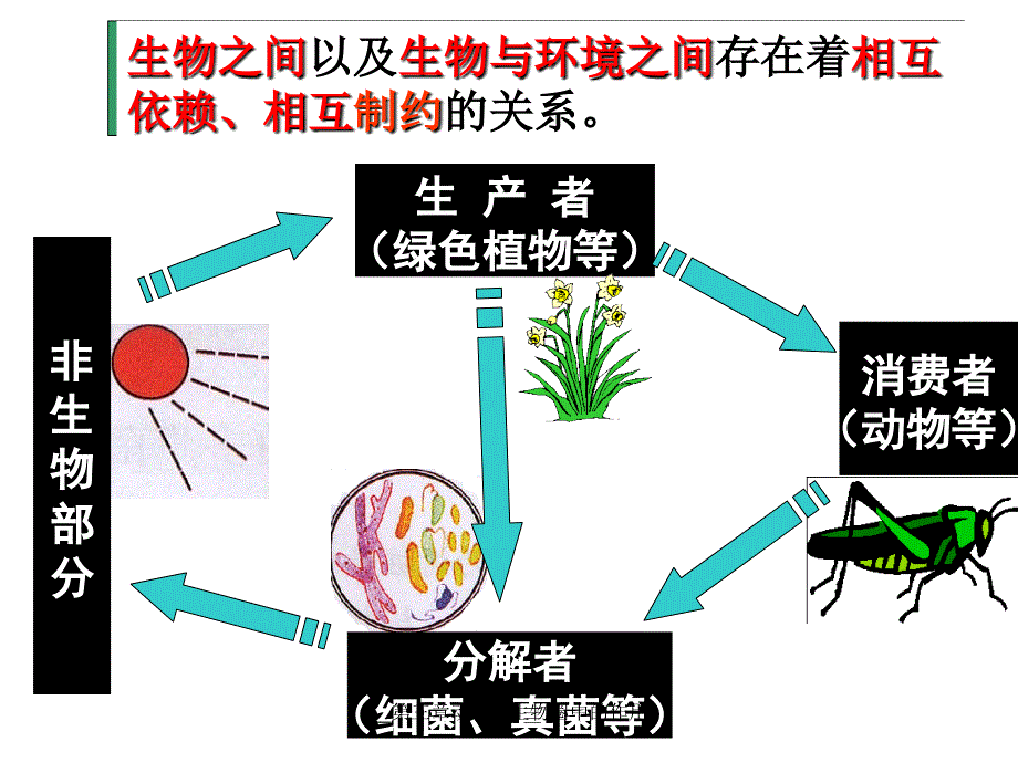 最新第三章动物中生物圈中的作用_第3页