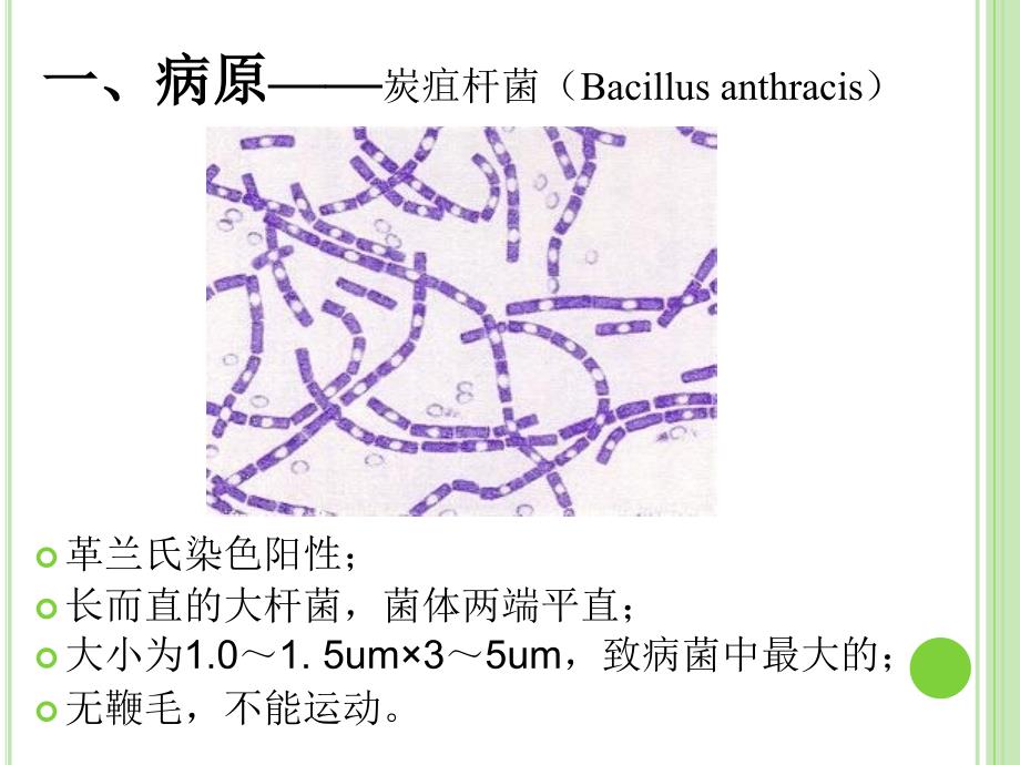 炭疽检验技术PPT课件_第4页