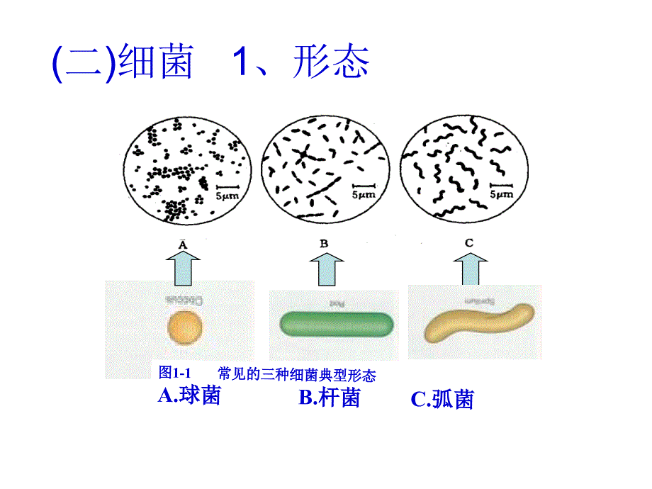 基于学生学习力提升的生物分层教学思考课件_第2页