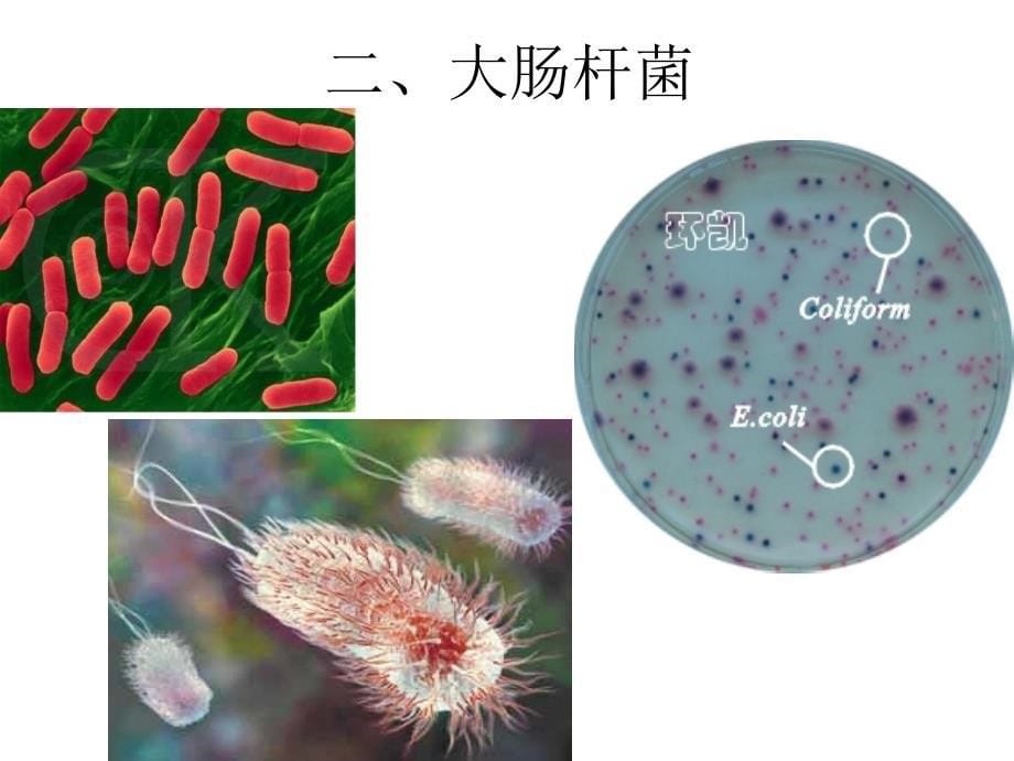 基于学生学习力提升的生物分层教学思考课件_第5页