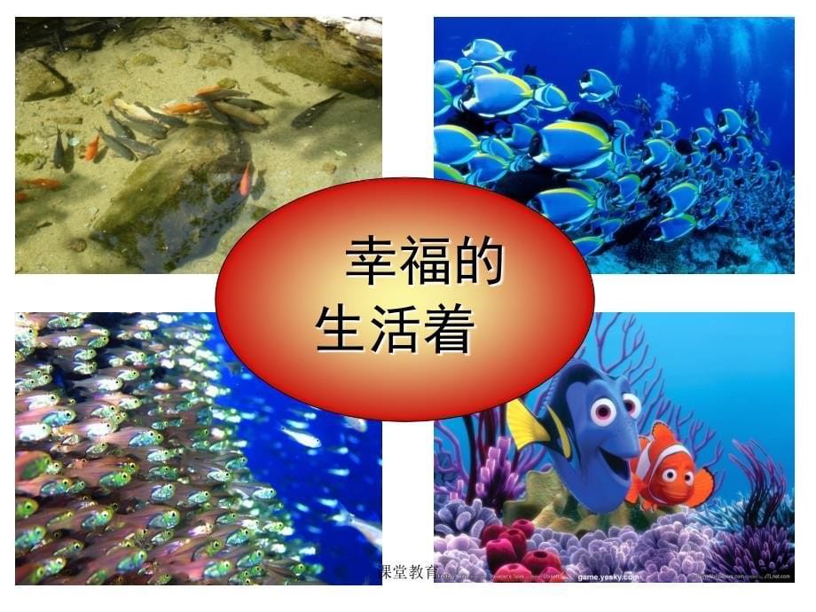 浅水洼的小鱼赵国青实用课资_第5页