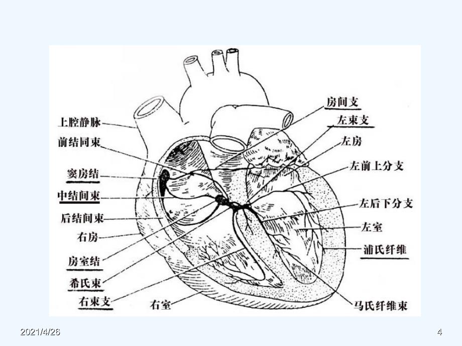 异常心电图ppt_第4页