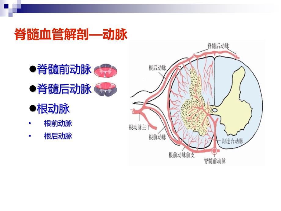 脊髓血管病治疗_第2页