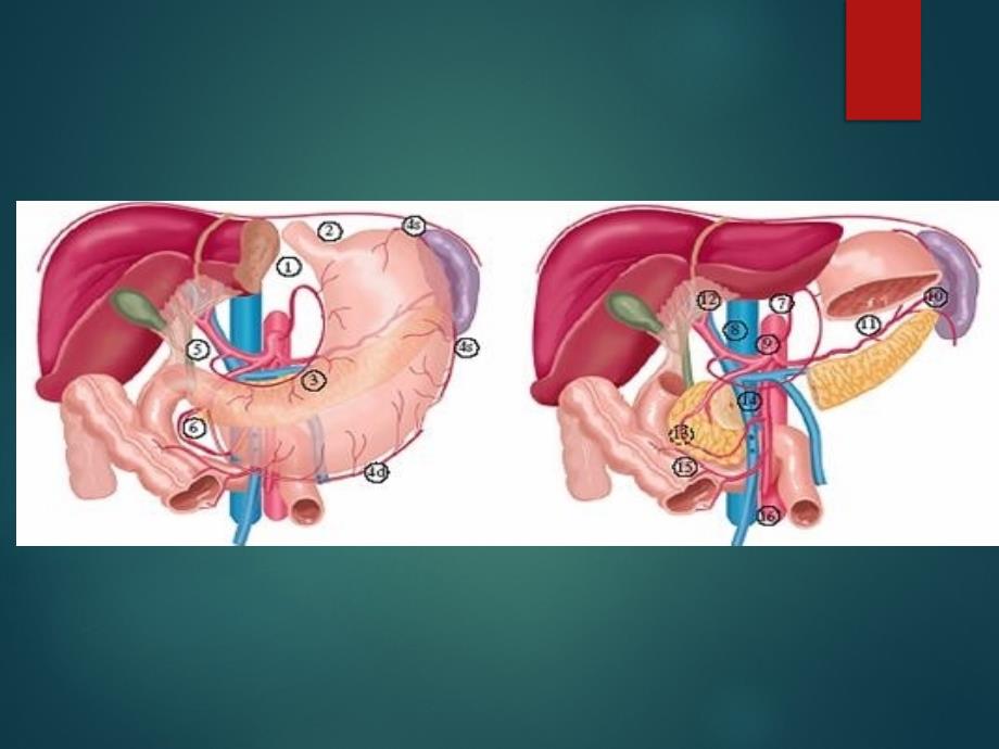 肿瘤学腹腔肿瘤.ppt_第3页