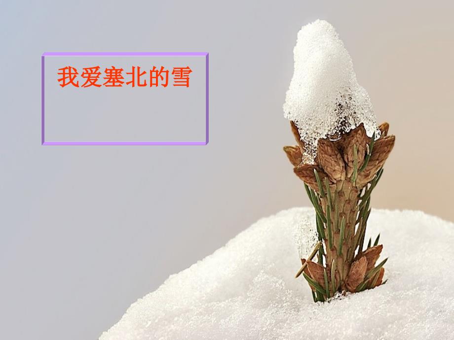 人教版音乐八年级上册我爱你塞北的雪_第1页