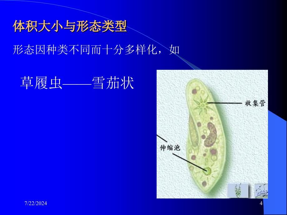 畜牧兽医动物的类群-原生海绵动物_第4页