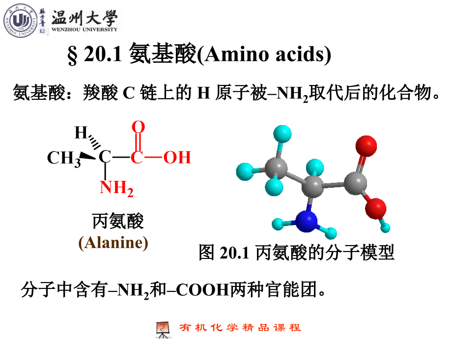 chapter21 氨基酸、蛋白质与核酸_第3页