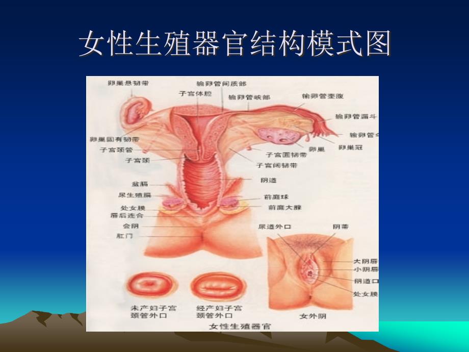 医学专题：妇科常见病知识讲座_第3页