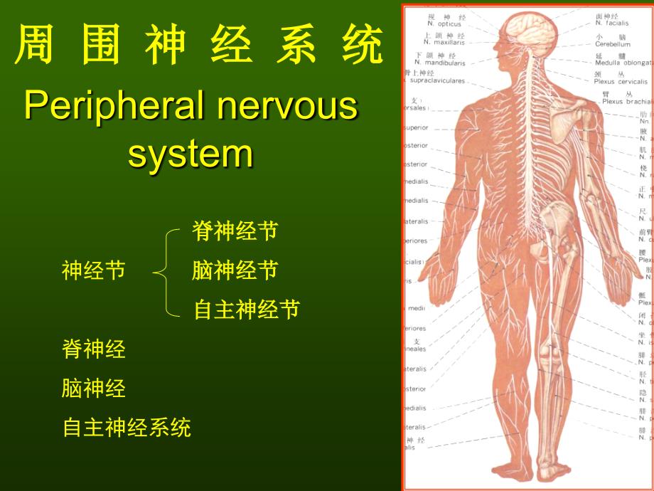 实验脊神经PPT课件_第1页