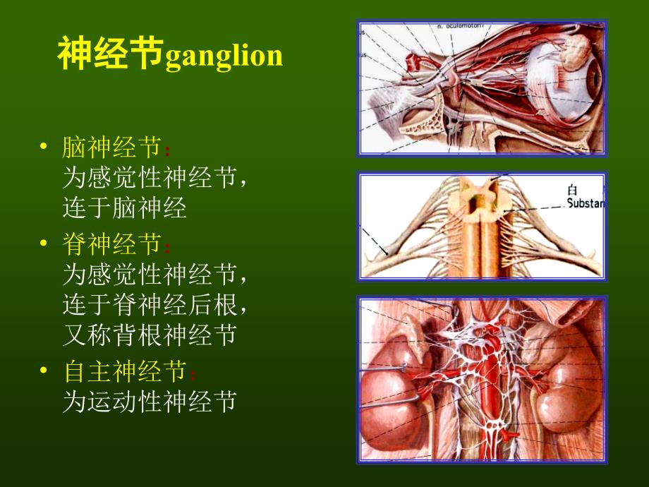 实验脊神经PPT课件_第2页